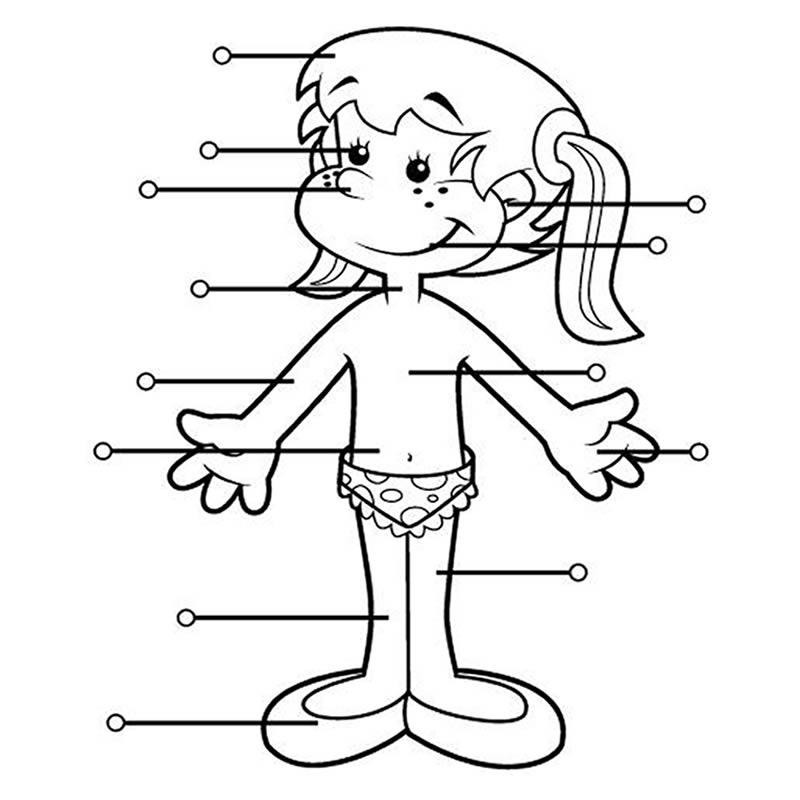 DIBUJOS DEL CUERPO HUMANO ® Para colorear e imprimir
