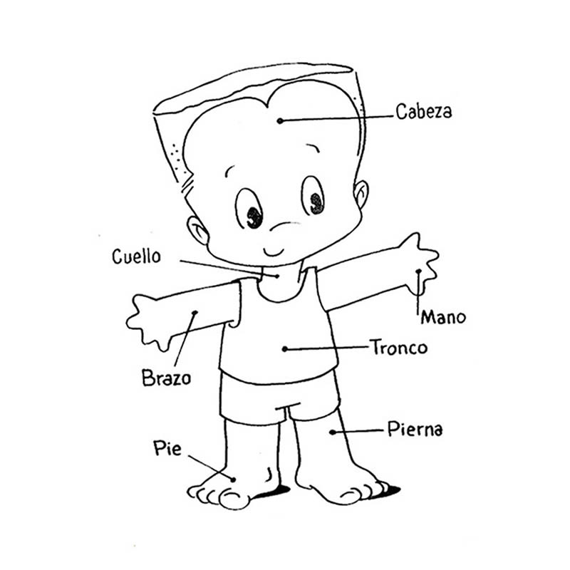 DIBUJOS DEL CUERPO HUMANO ® Para colorear e imprimir