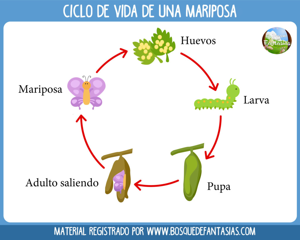 El Ciclo De Vida De Un Animal De Un Mamifero Fichas Con Los Ciclos De ...