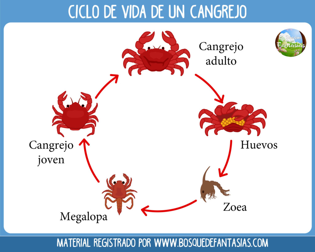 Fichas con los CICLOS DE VIDA de los seres vivos para primaria