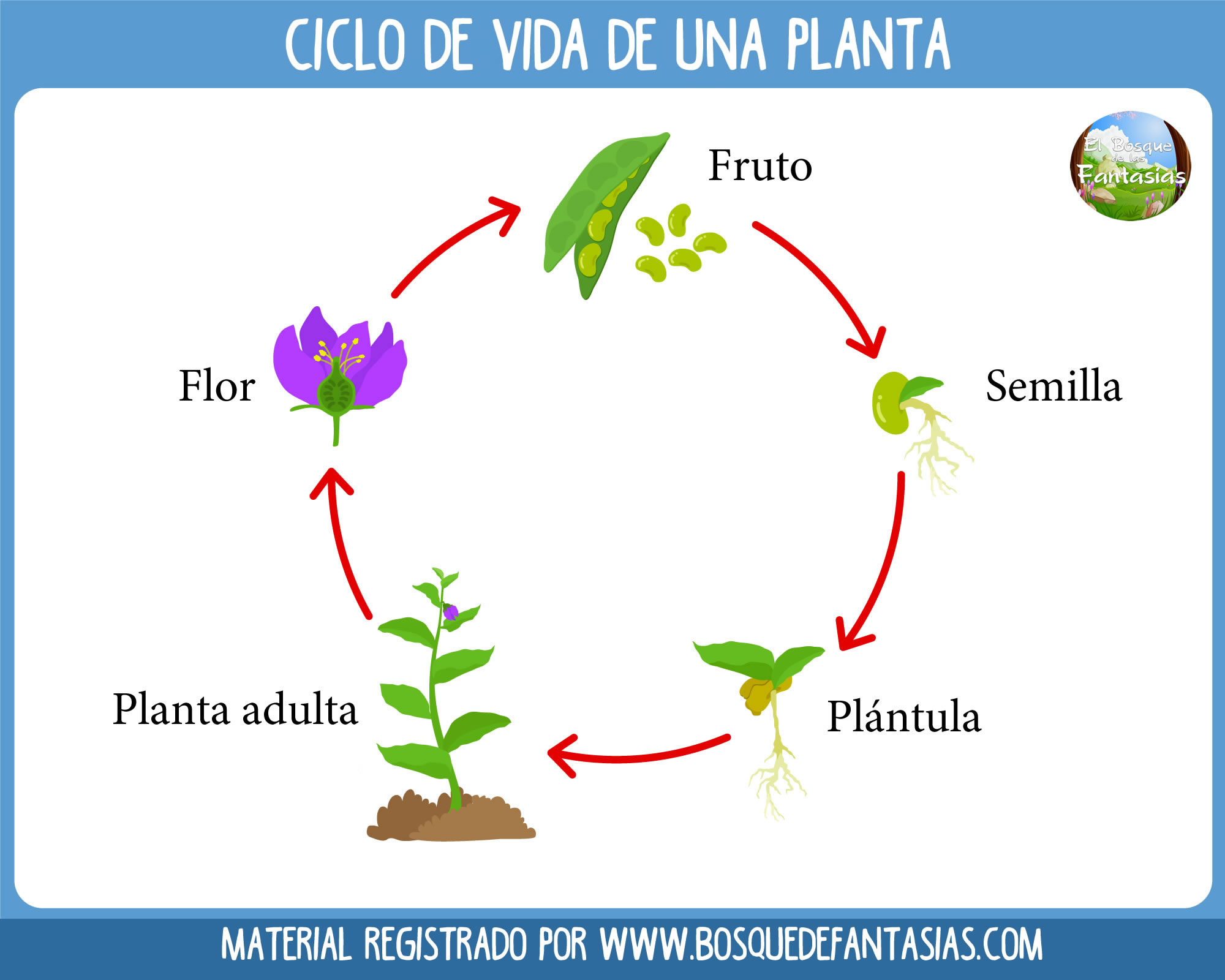 Жизненный цикл овощных растений по маркову. Жизненный цикл растений для детей. Plant Life Cycle. Цикл жизни цветка. Цикл жизни растений для детей.