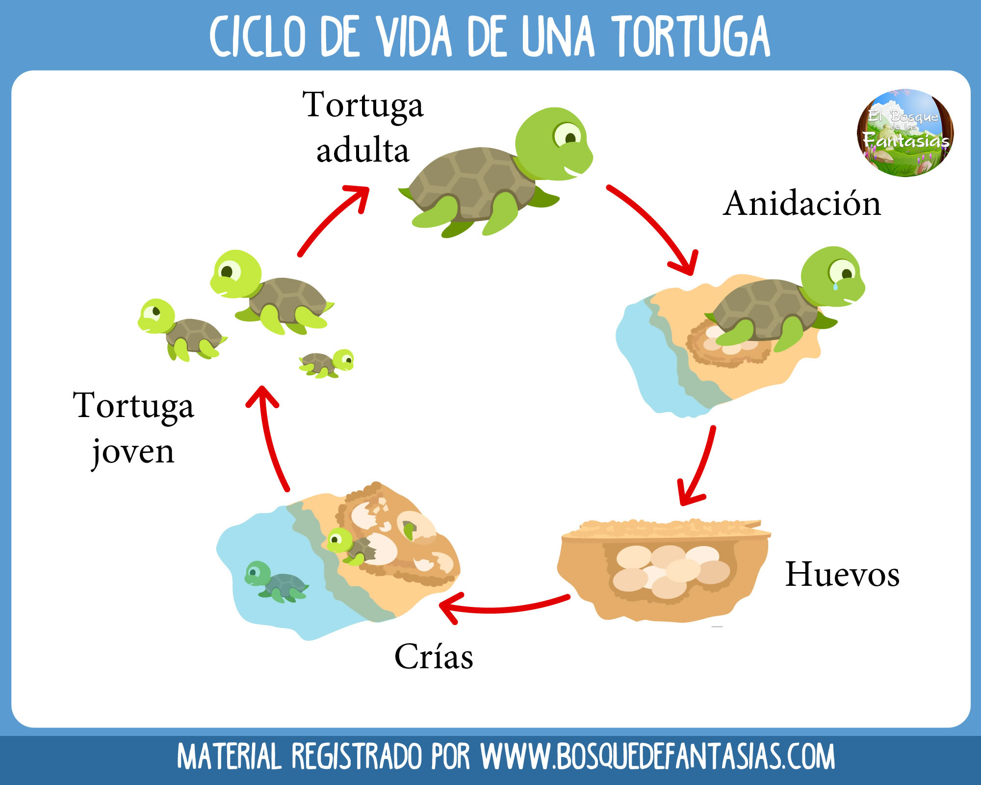 Этапы развития черепахи