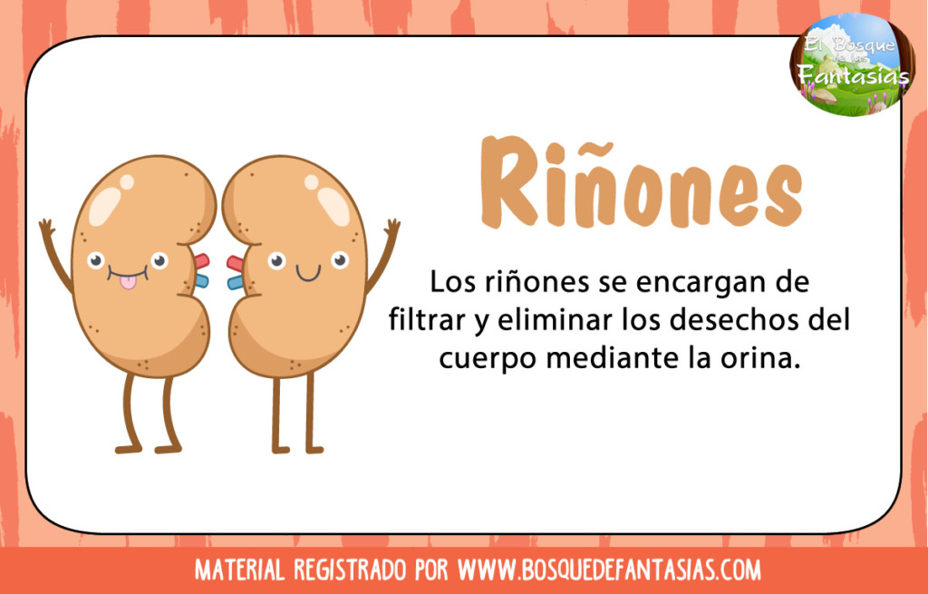 Fichas con ÓRGANOS del CUERPO HUMANO para niños