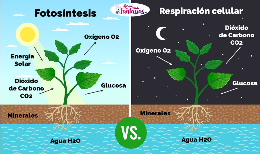 LA FOTOSÍNTESIS de las plantas ® Qué es y cuál es su proceso