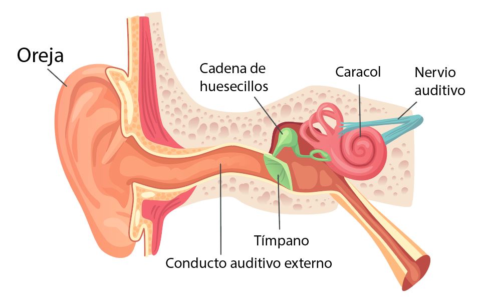EL SENTIDO DEL OÍDO ® Partes y funciones del sistema auditivo