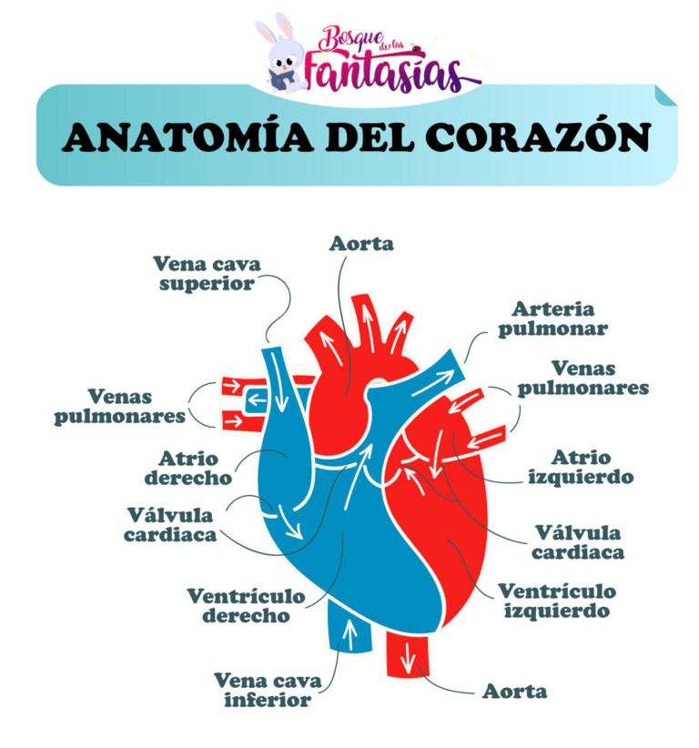 El Sistema Circulatorio ® Esquemas De Su Función Para Niños