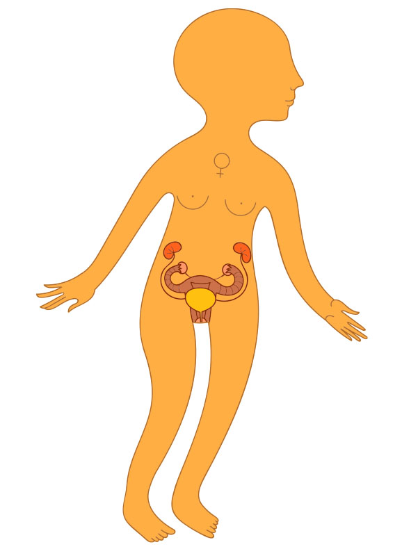 aparato reproductor femenino