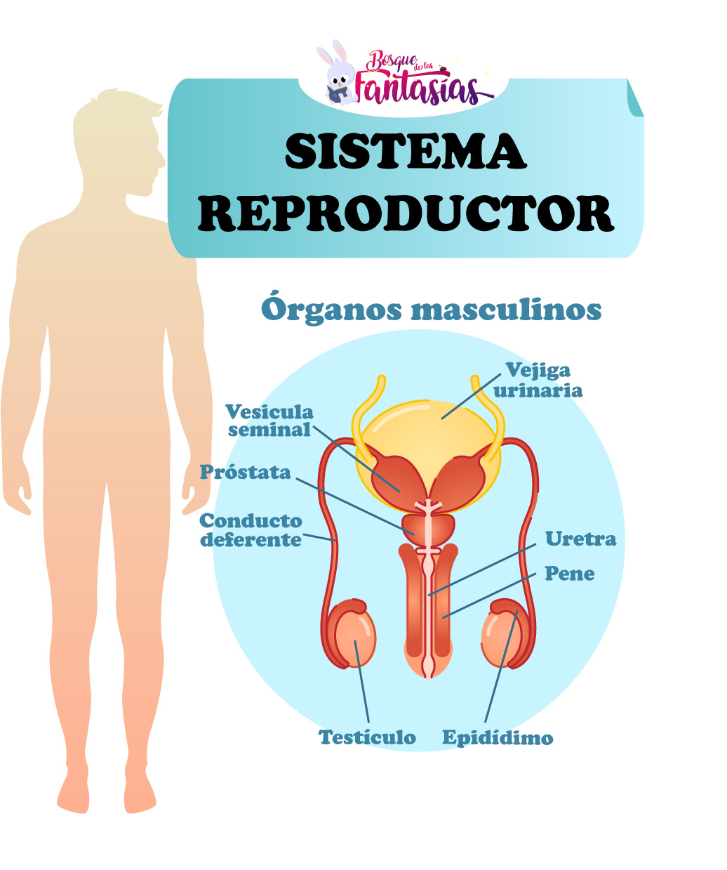 EL SISTEMA REPRODUCTOR ® Partes, órganos y funciones