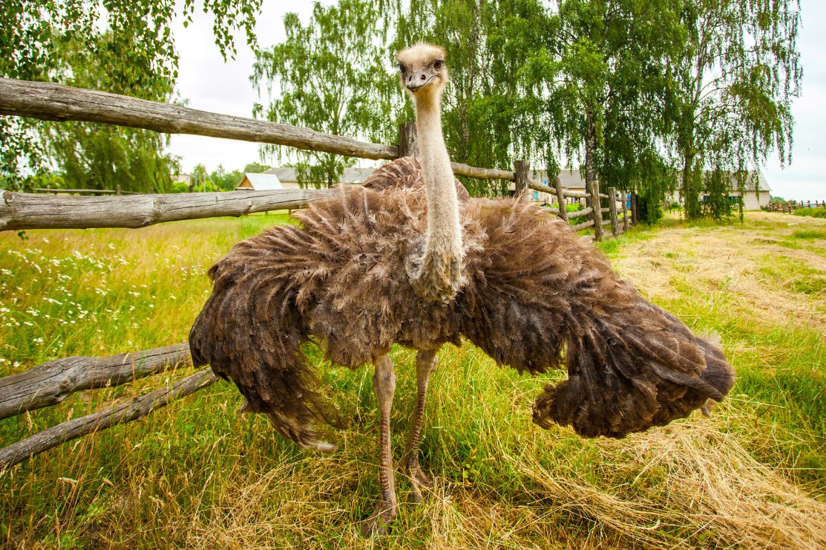 aves el avestruz