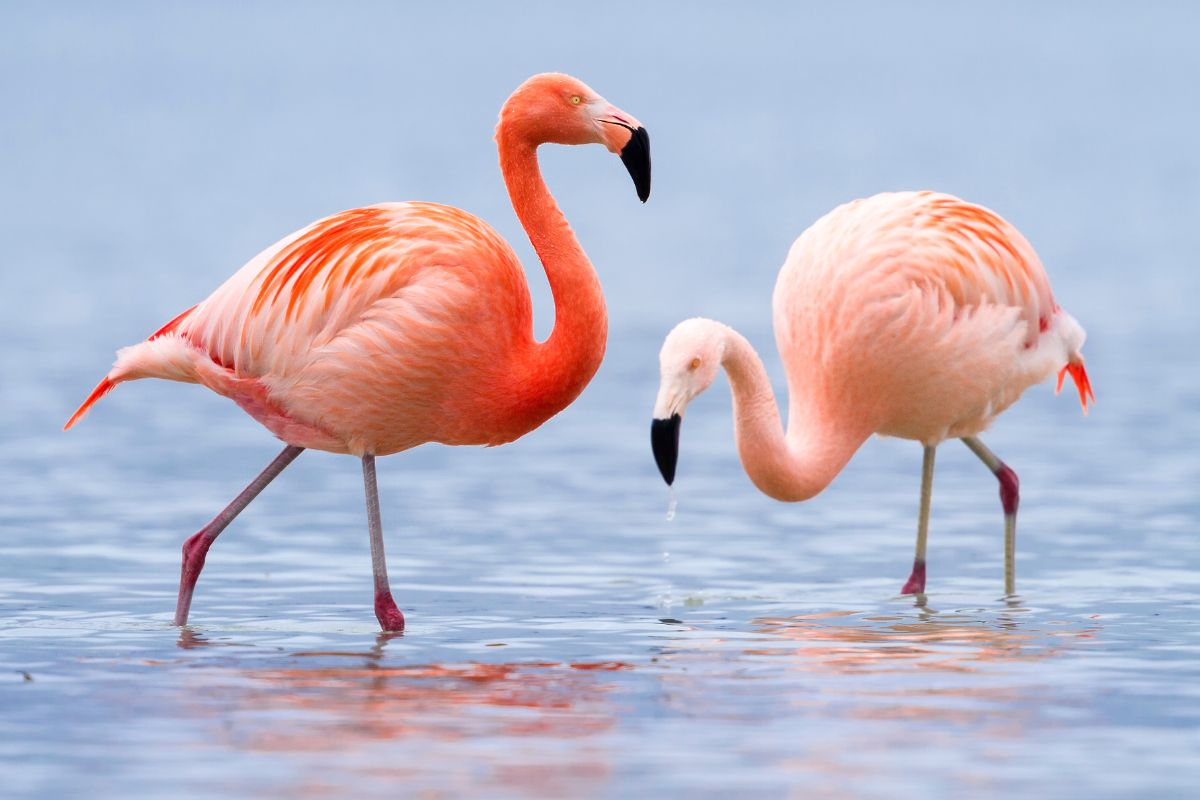 aves el flamenco