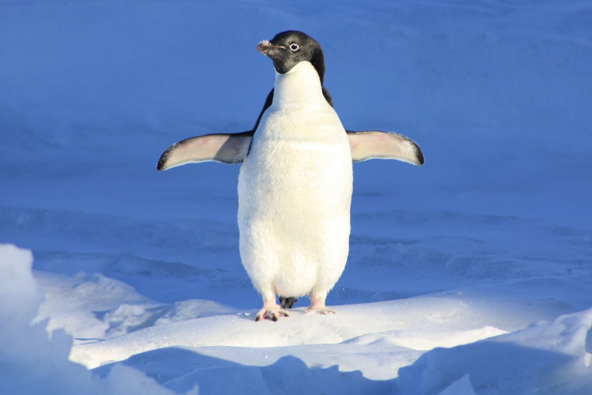 aves el pingüino