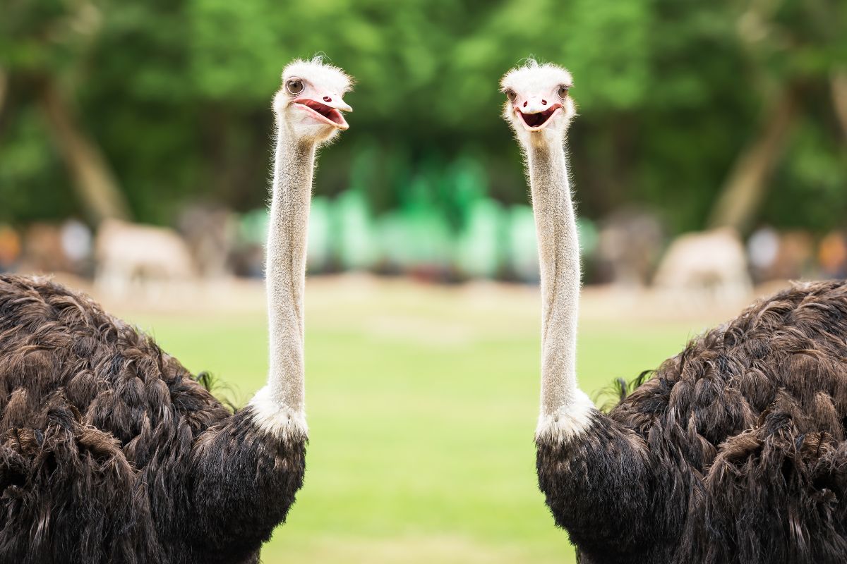 aves pareja de avestruces