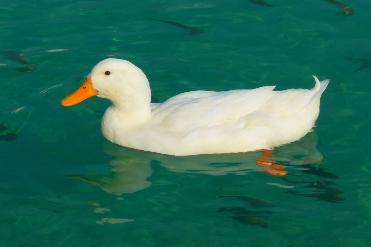aves pato nadando