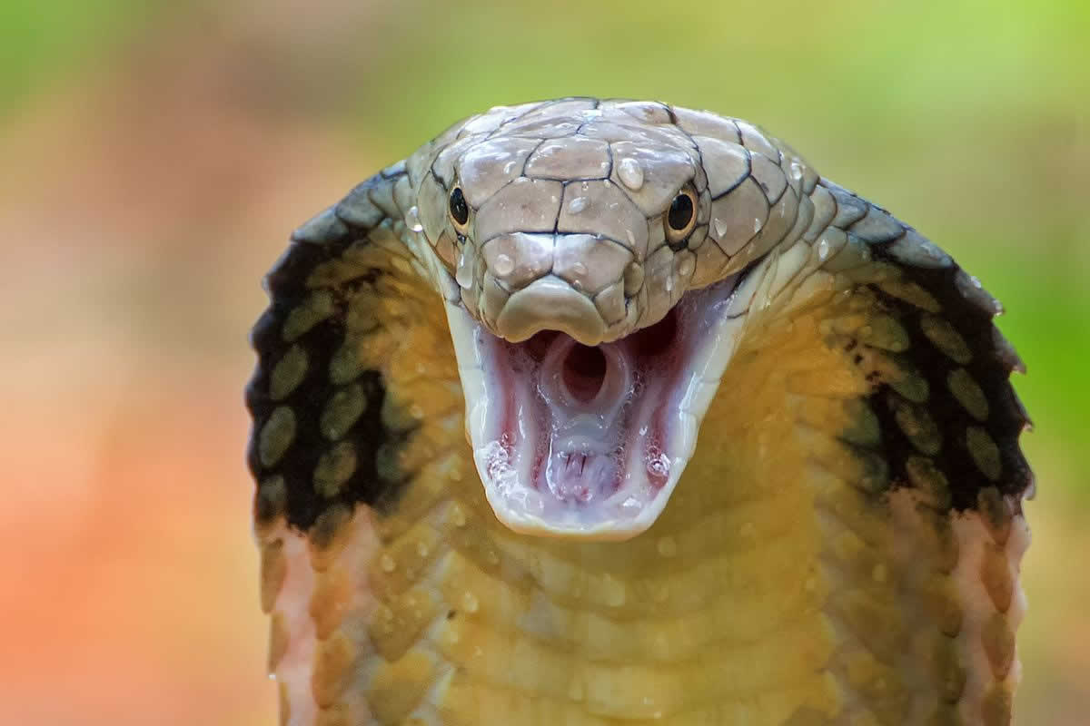 cobra real gigante