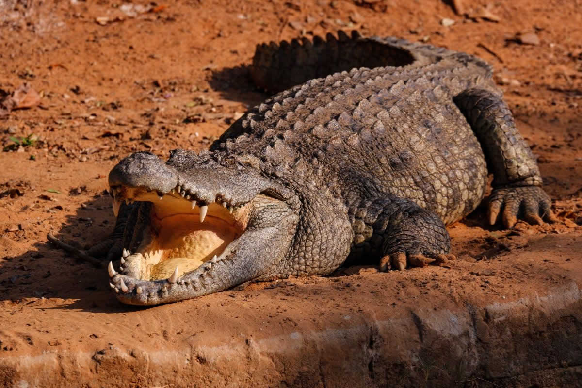 cocodrilo del Nilo