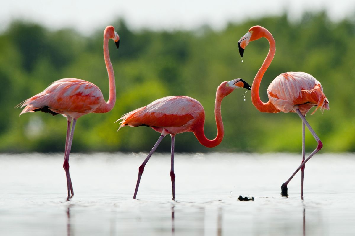 flamencos en el agua