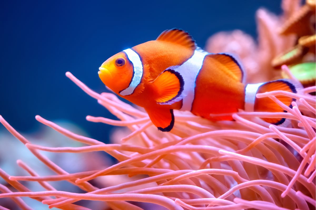 peces payaso saliendo del coral