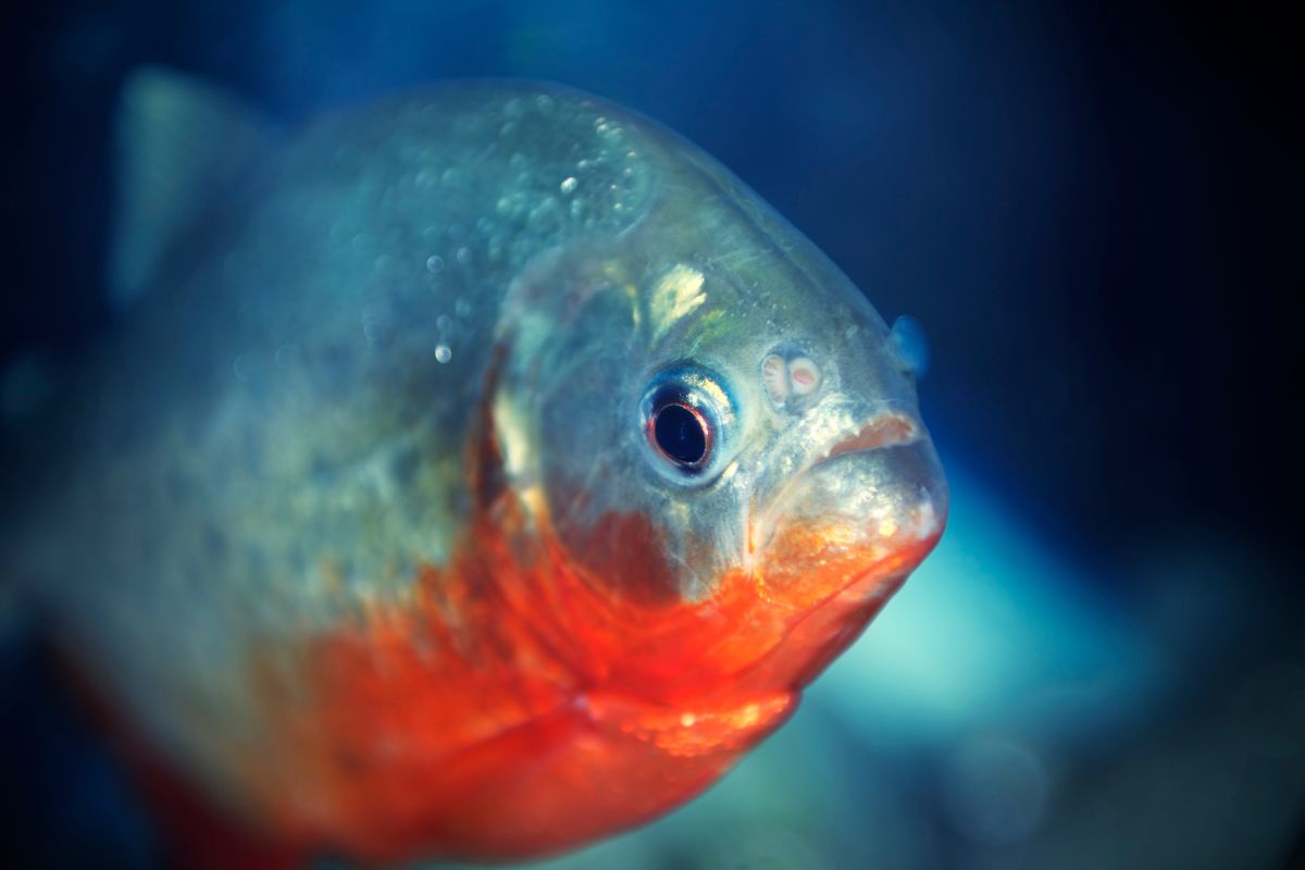 peces piraña