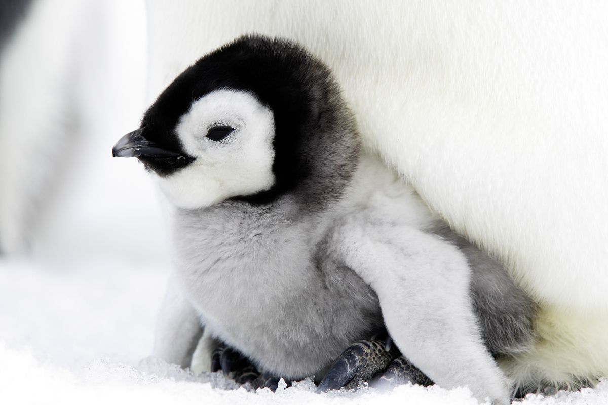 pingüino recién nacido