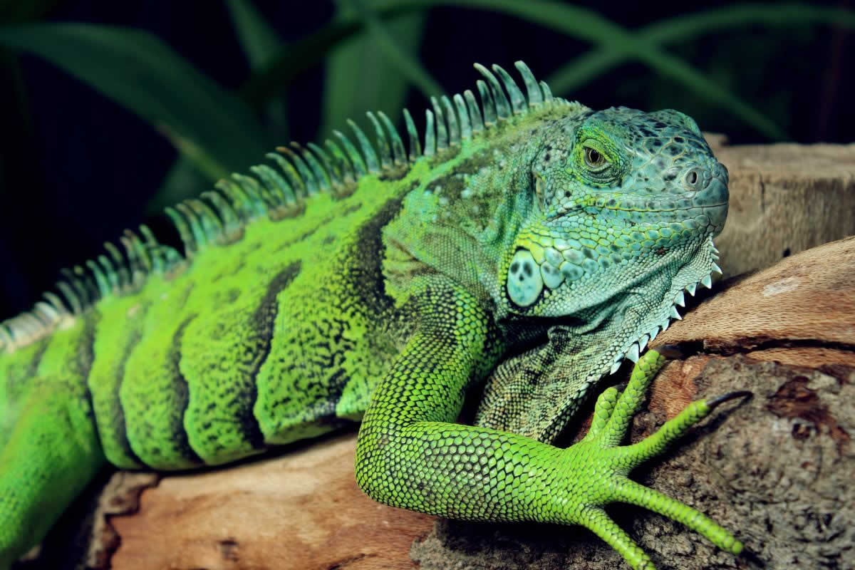 reptiles iguana gigante
