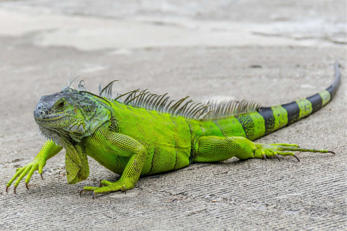 reptiles iguana