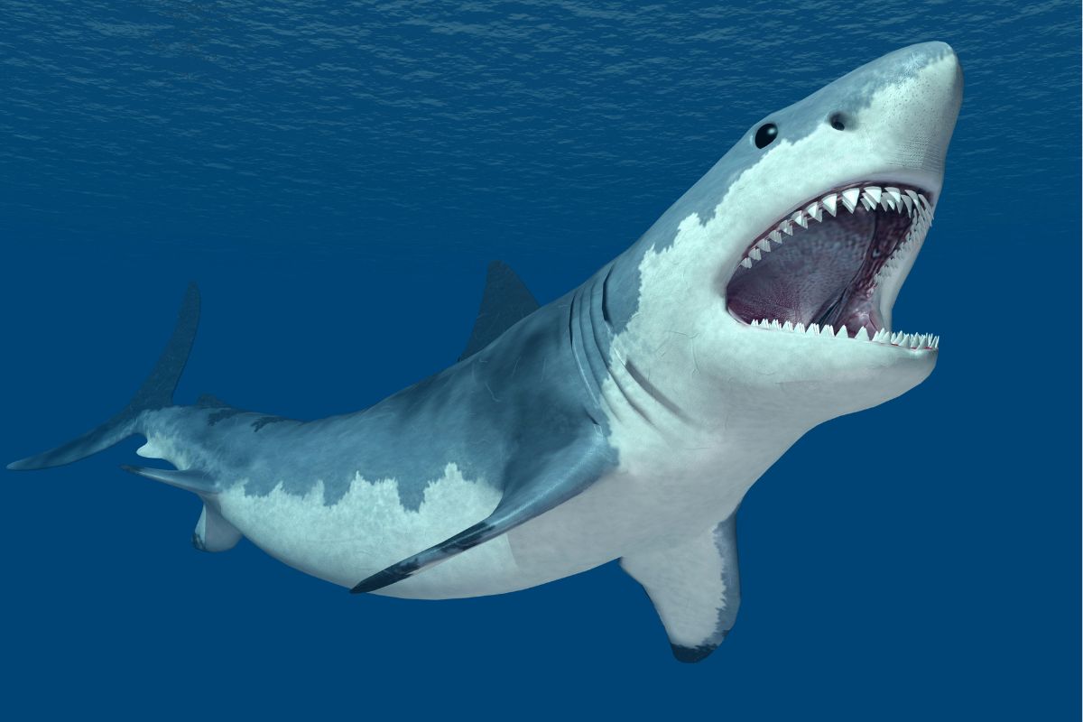 tiburón atacando