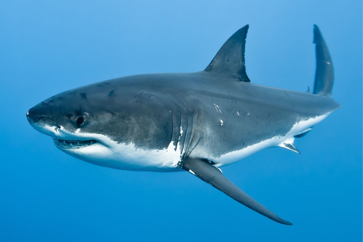tiburón nadando en el mar