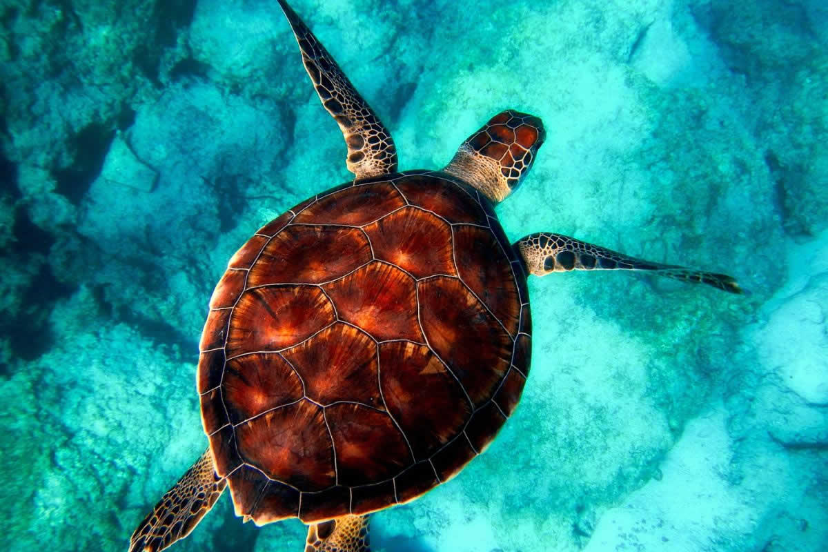 tortuga marina en el océano