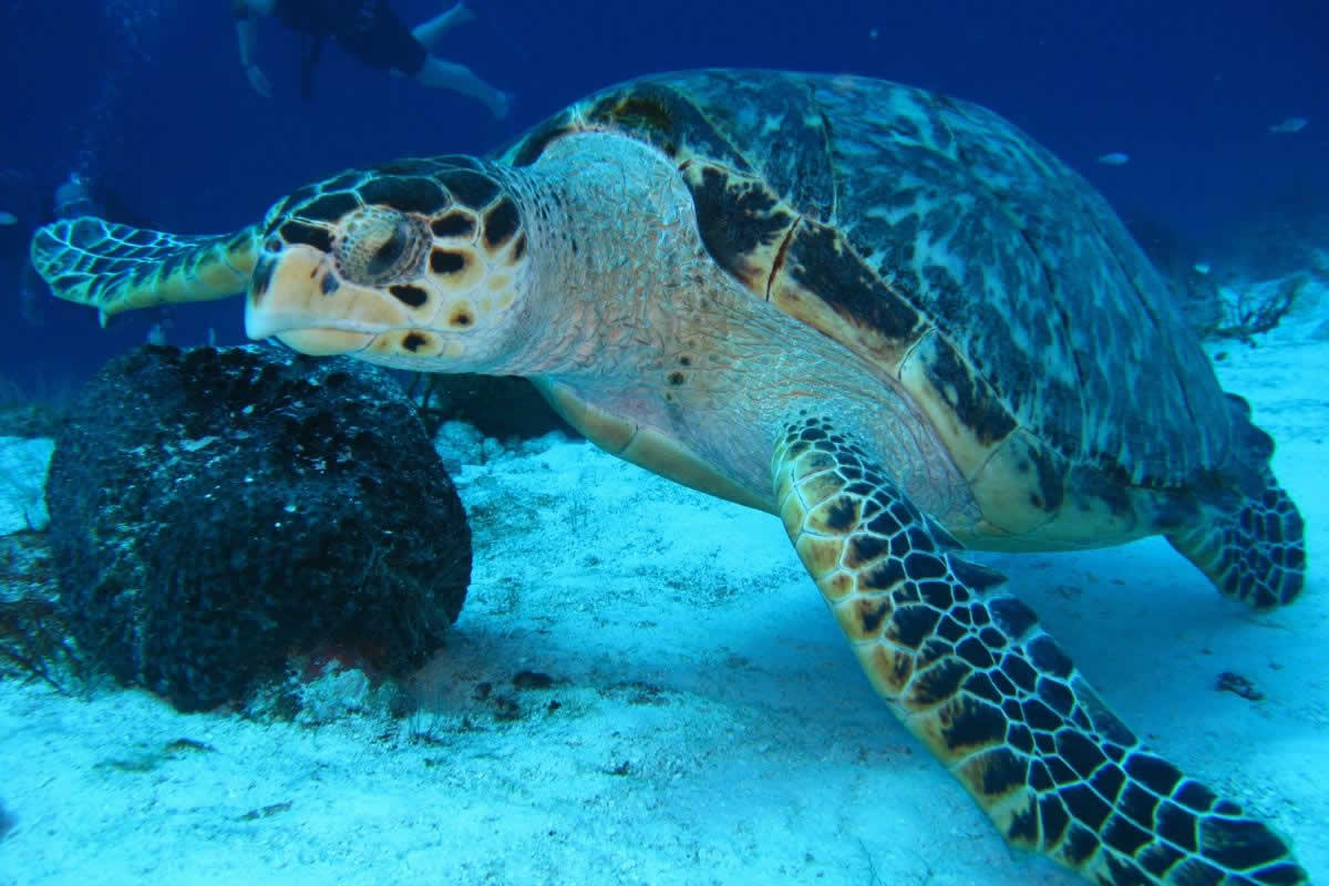 tortuga marina nadando