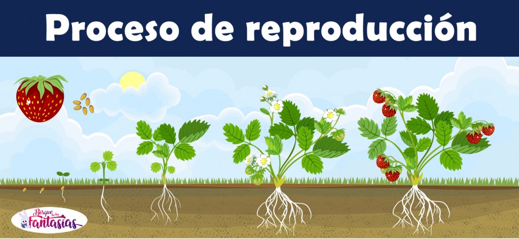 La ReproducciÓn De Las Plantas ® Tipos Y Características 7484