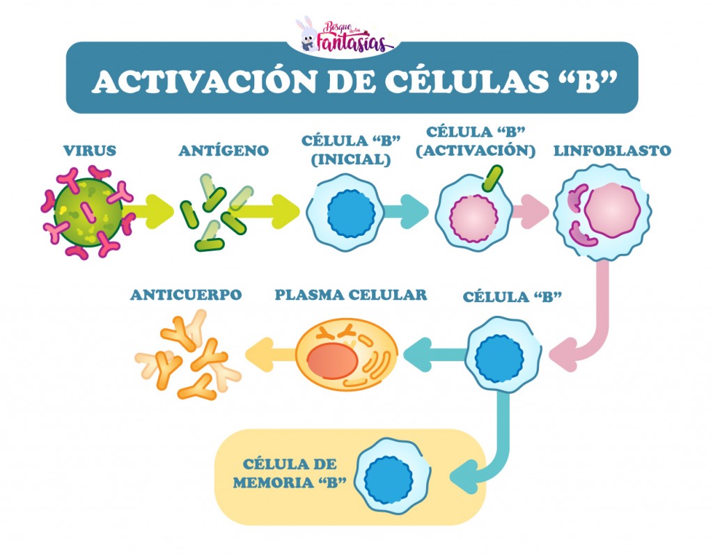 Activacion Celulas B - Juegos Infantiles