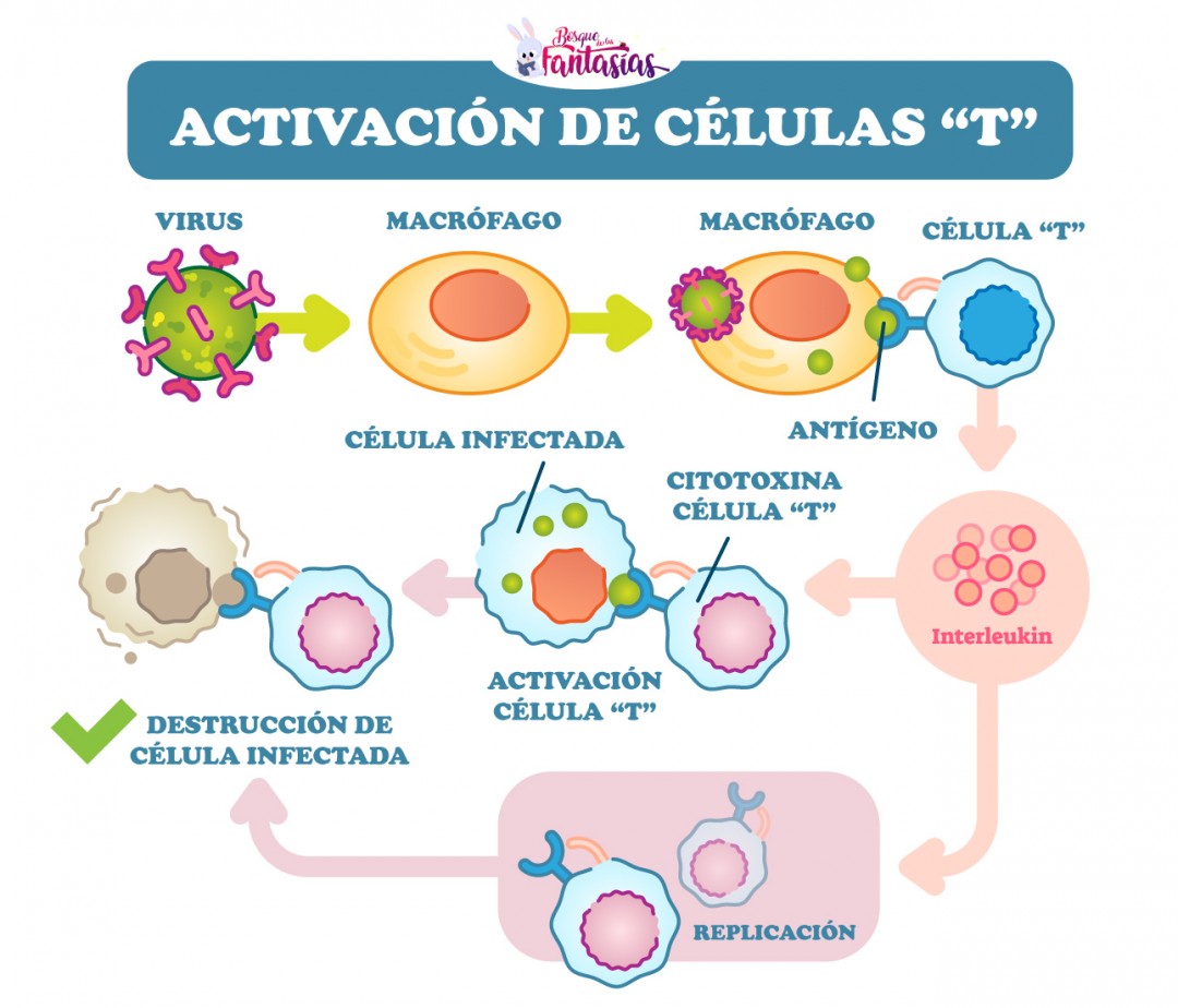 activacion celulas t Juegos infantiles activacion celulas t Juegos infantiles