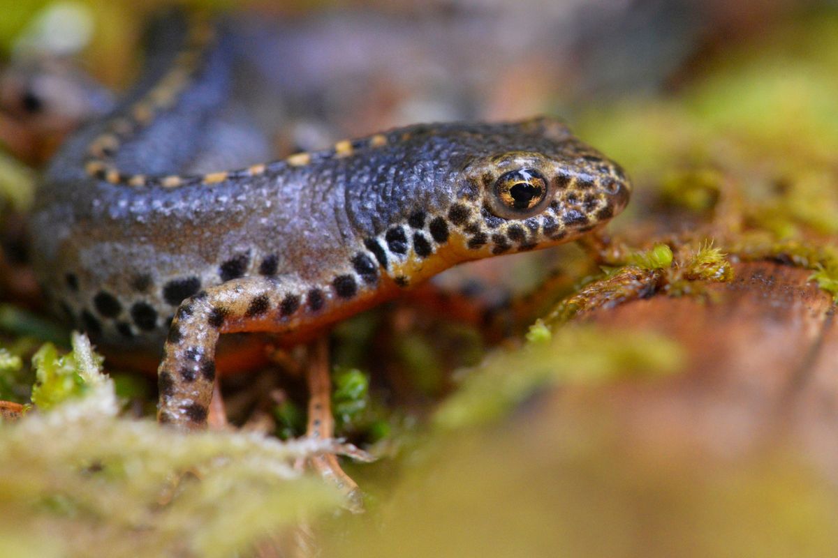 anfibios el tritón