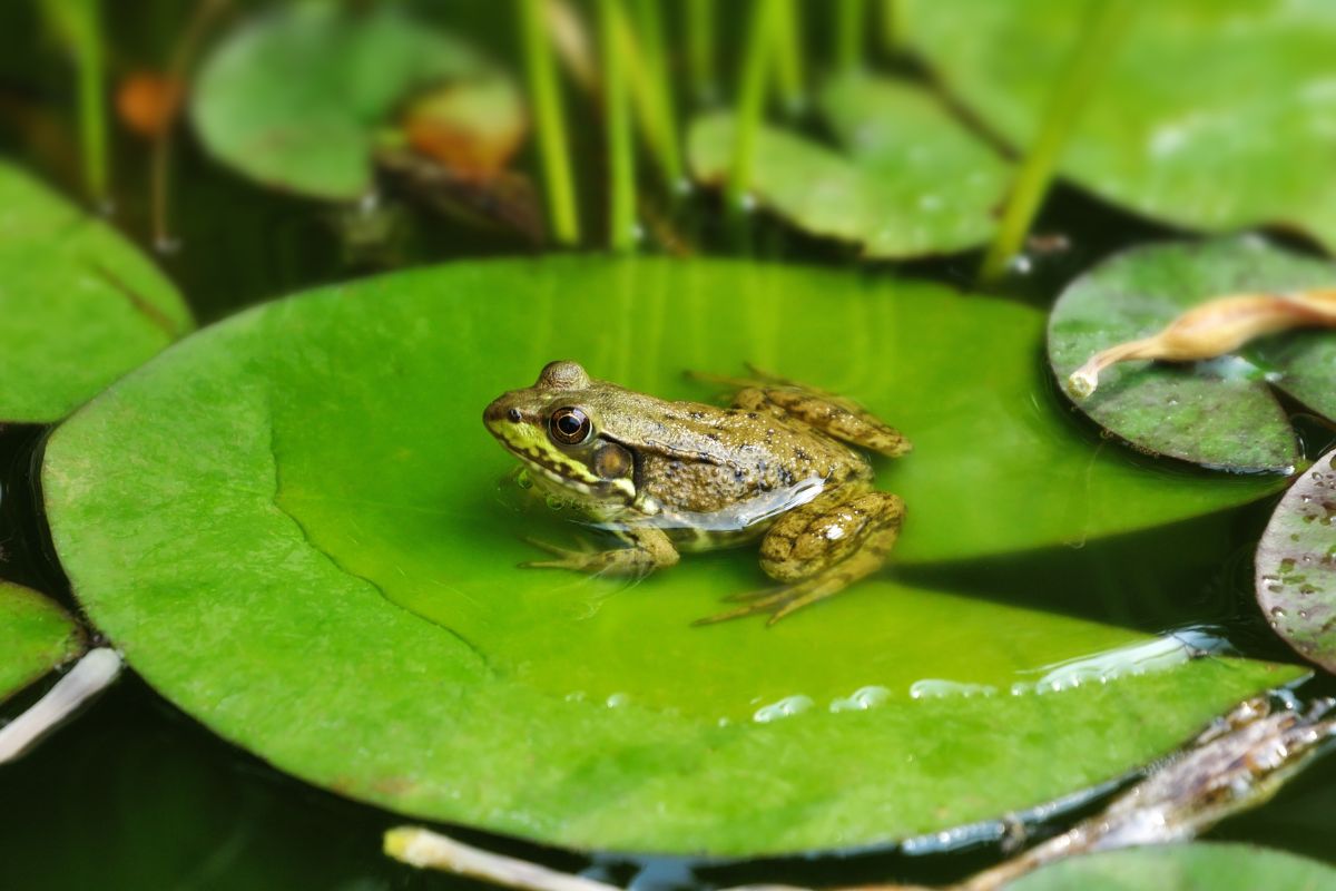 anfibios rana común