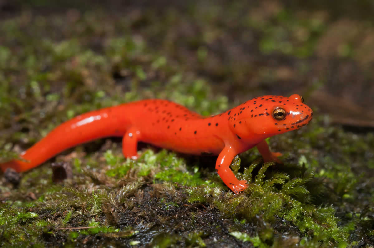 anfibios salamandra roja