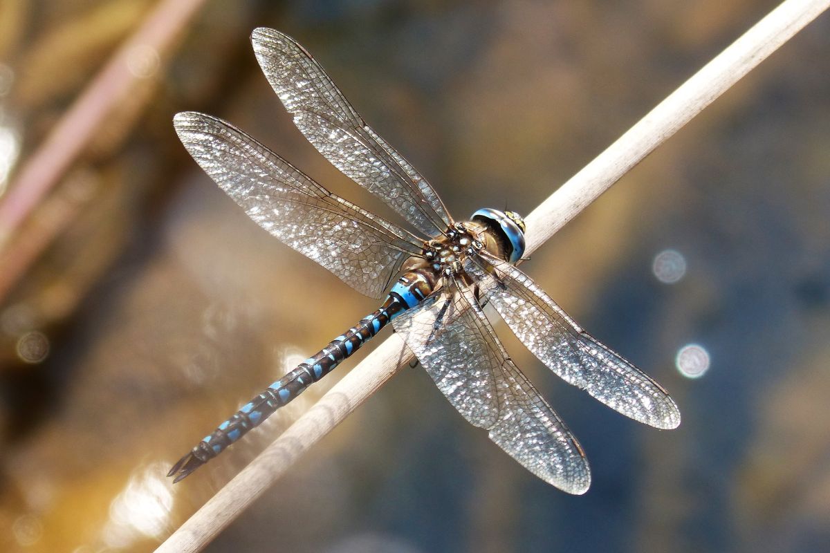 insecto libélula