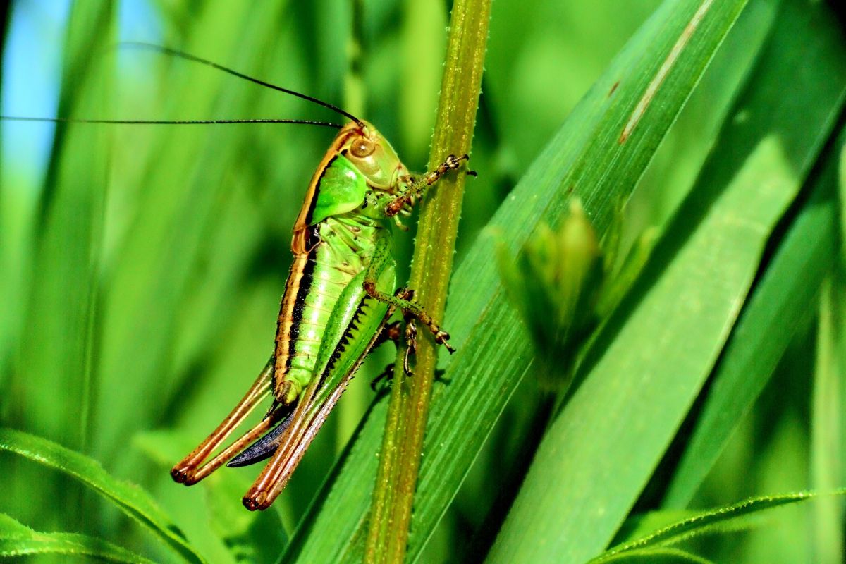 insectos saltamontes