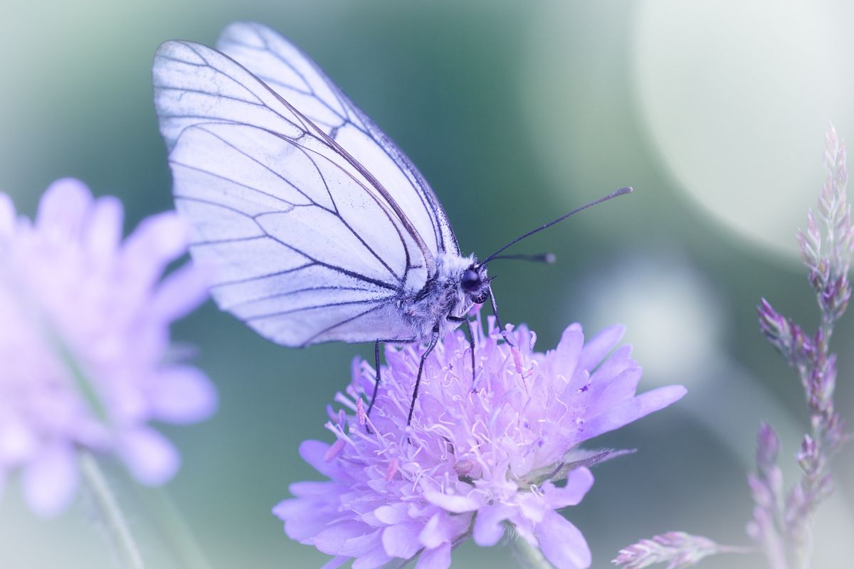 mariposa morada