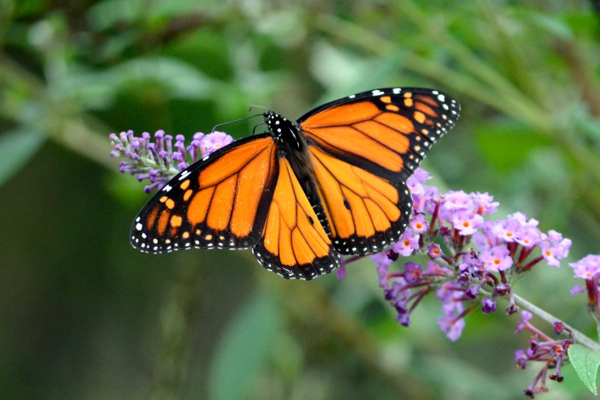 mariposa