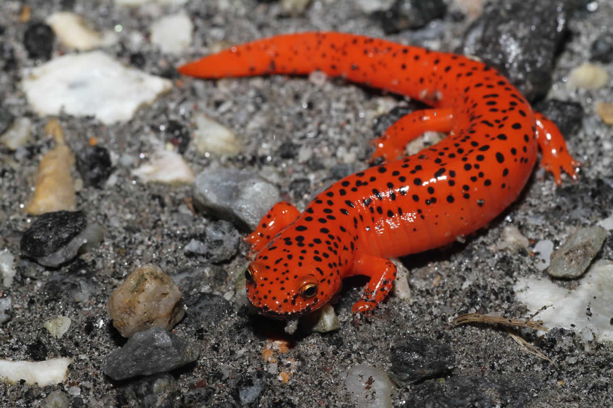 salamandra roja en el suelo