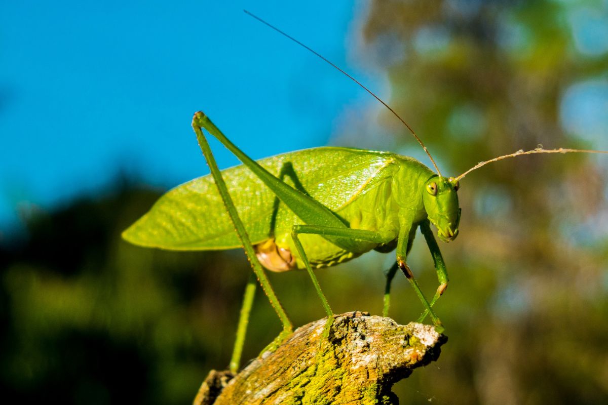 saltamontes verde