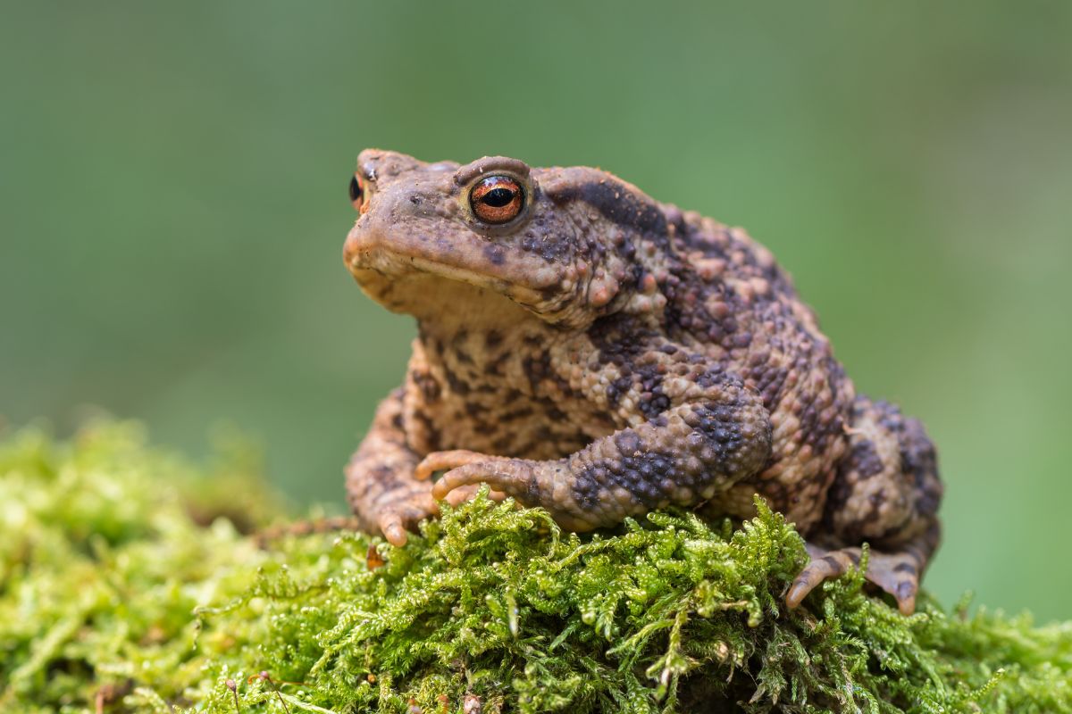 sapo en bosque