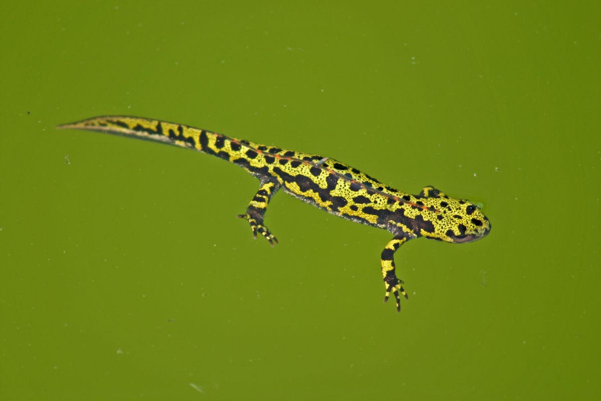 tritón en charca