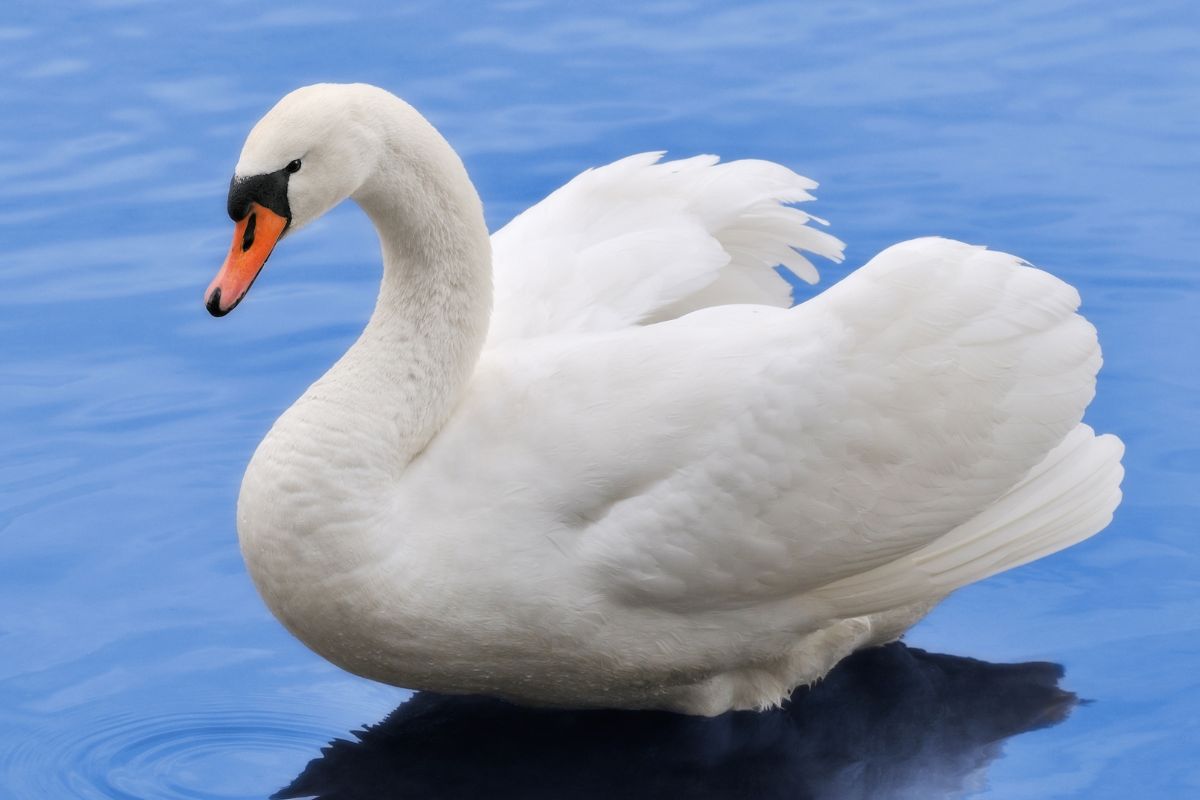 aves el cisne
