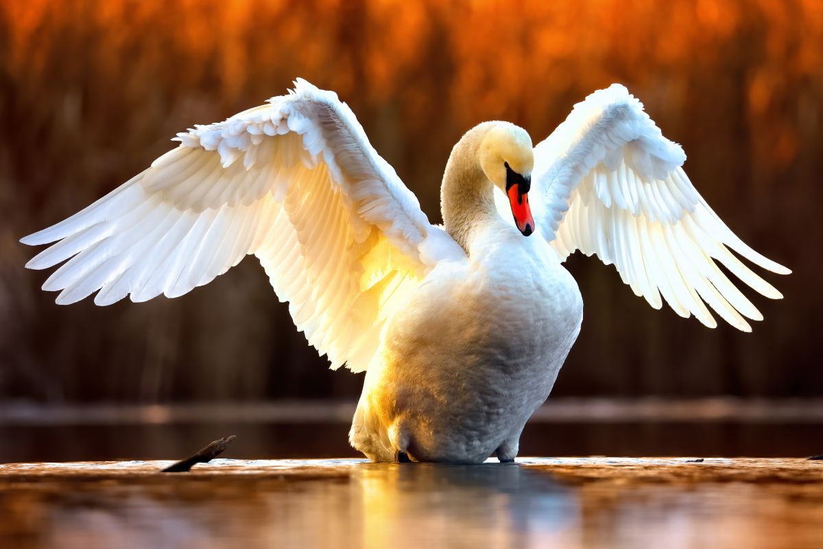 cisne levantando el vuelo