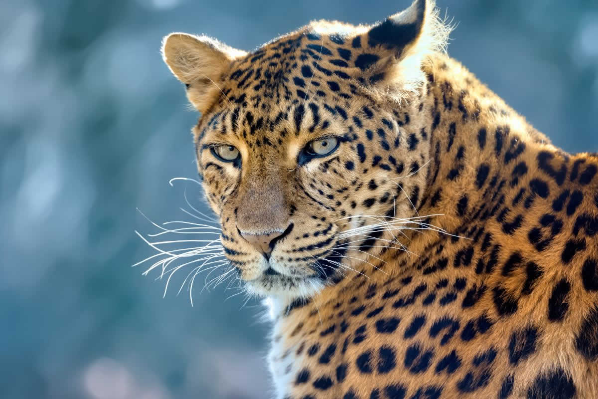 mamíferos el leopardo 2
