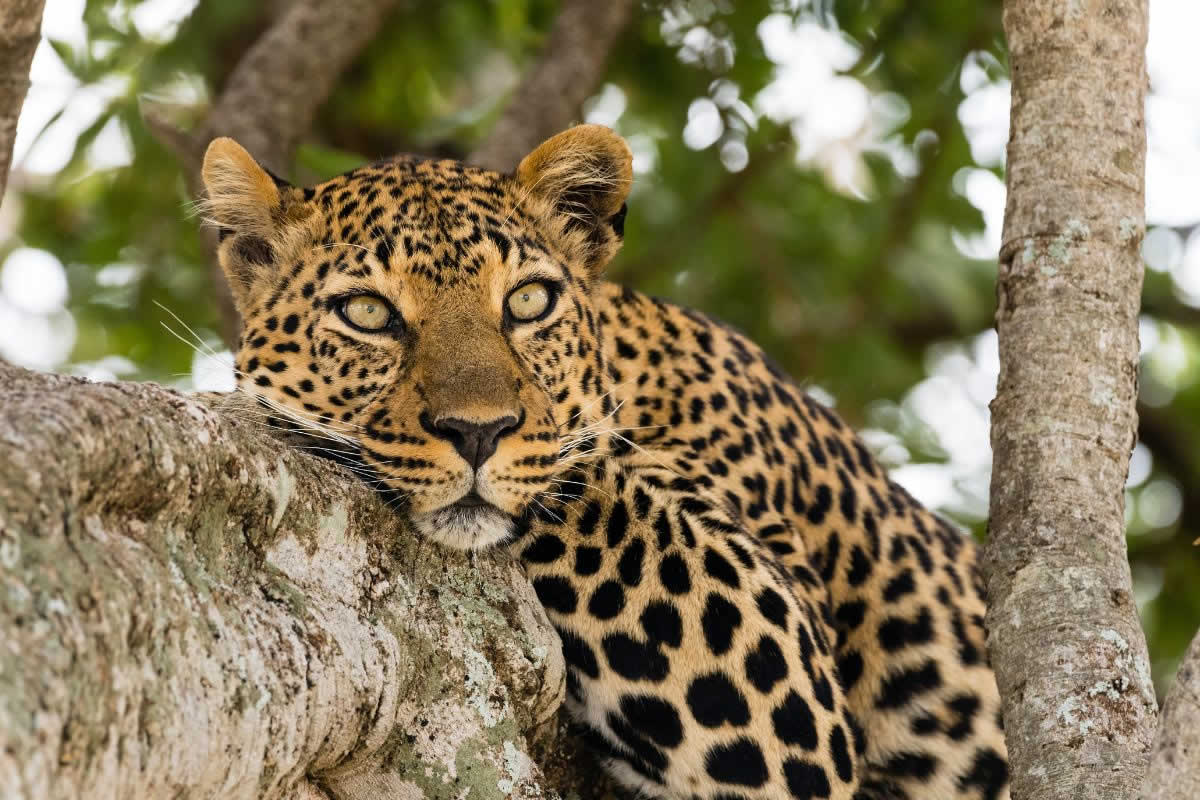 mamíferos el leopardo