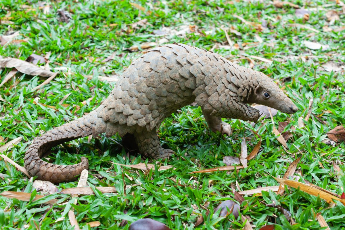 mamíferos el pangolín 2