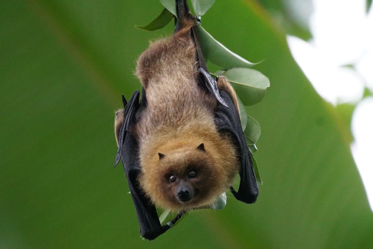 mamíferos murciélago 1