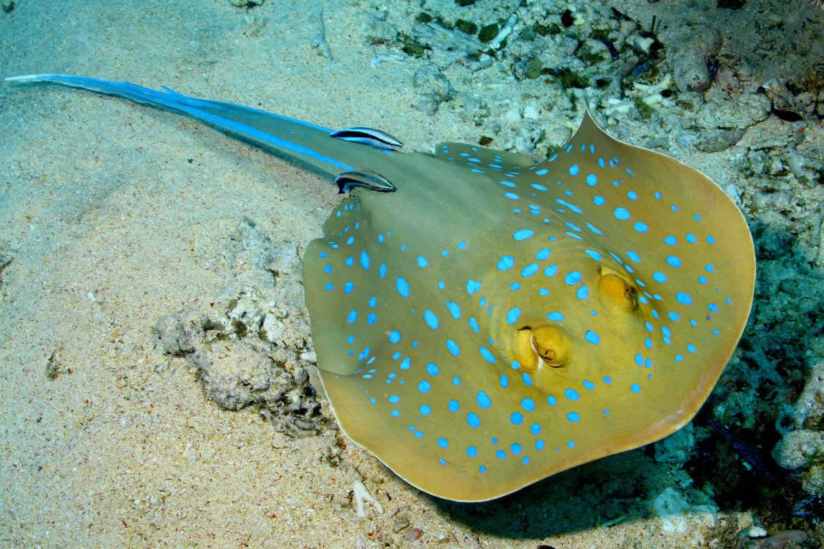 peces raya